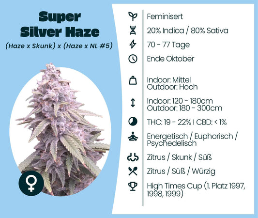 Super Silver Haze cannabis seeds information, featuring 80% Sativa dominance and award-winning genetics.