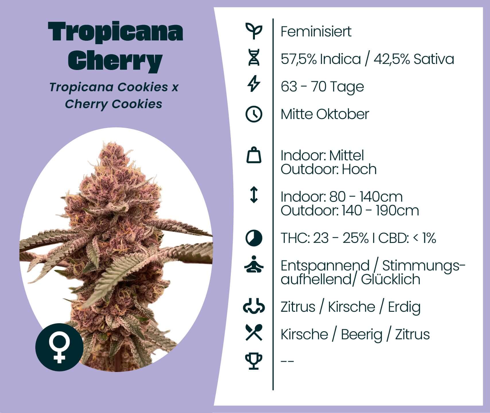 Tropicana Cherry Cannabis-Samen, 57.5% Indica, 42.5% Sativa, entspannende Wirkung, feminisierte Samen, hohe THC, Zitrus und Kirsch.