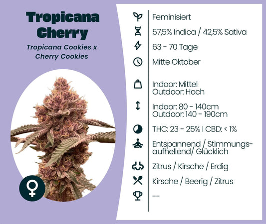 Tropicana Cherry Cannabis-Samen, 57.5% Indica, 42.5% Sativa, entspannende Wirkung, feminisierte Samen, hohe THC, Zitrus und Kirsch.