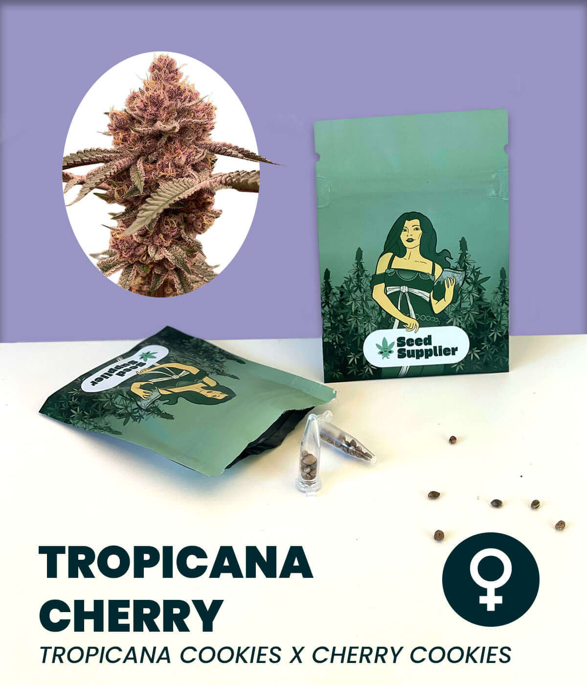 Tropicana Cherry Cannabis Samen, Kreuzung aus Tropicana Cookies und Cherry Cookies, feminisierte Samen, entspannende Wirkung.