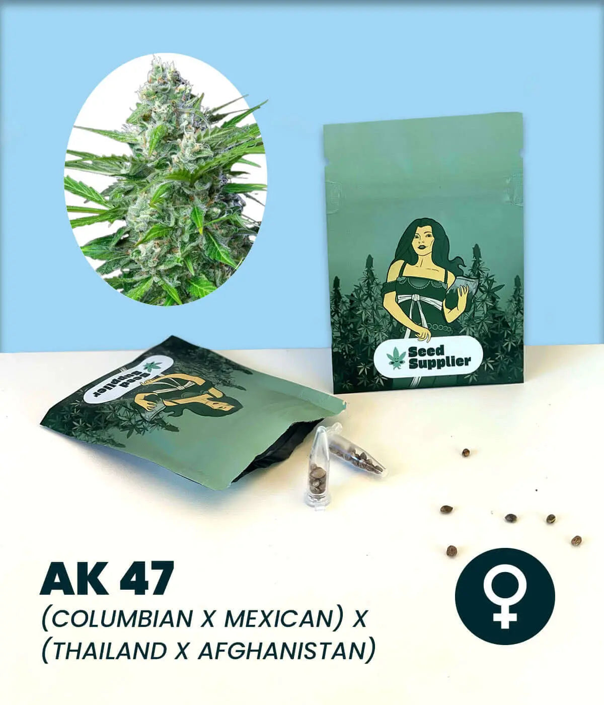 AK 47 Cannabissamen von Seed Supplier mit Blüte, Samenpackung und einzelnen Samen auf hellblauem Hintergrund