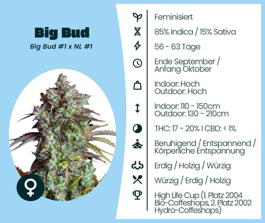 Big Bud feminized cannabis seeds infographic, 85% Indica, 56-63 day flowering, high yield, relaxing effects, earthy/spicy aroma.
