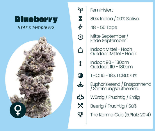 Cannabis-Samen Blueberry feminized seeds packaging with Indica/Sativa details and flowering time information.