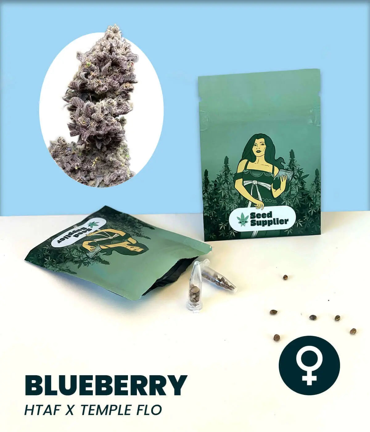 Blueberry Cannabissamen HTAF x Temple Flo mit Samenpackung, Blüte, einzelnen Samen und weiblichem Symbol