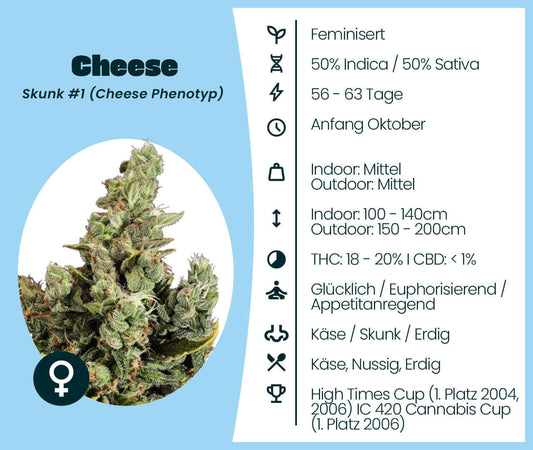 Cheese cannabis seeds, feminized, 50% Indica/Sativa, Skunk #1 phenotype, known for intense cheesy aroma and classic status.