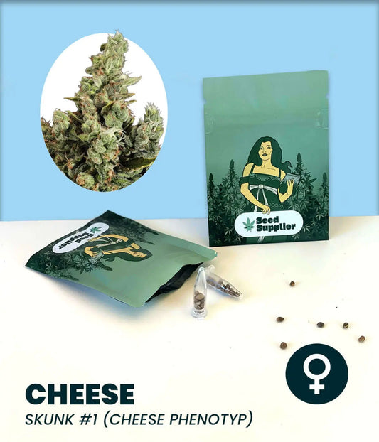 Cannabissamen Cheese Skunk 1 mit Blüte, Saatguttüte und Seed Supplier Kartonage auf blauem Hintergrund