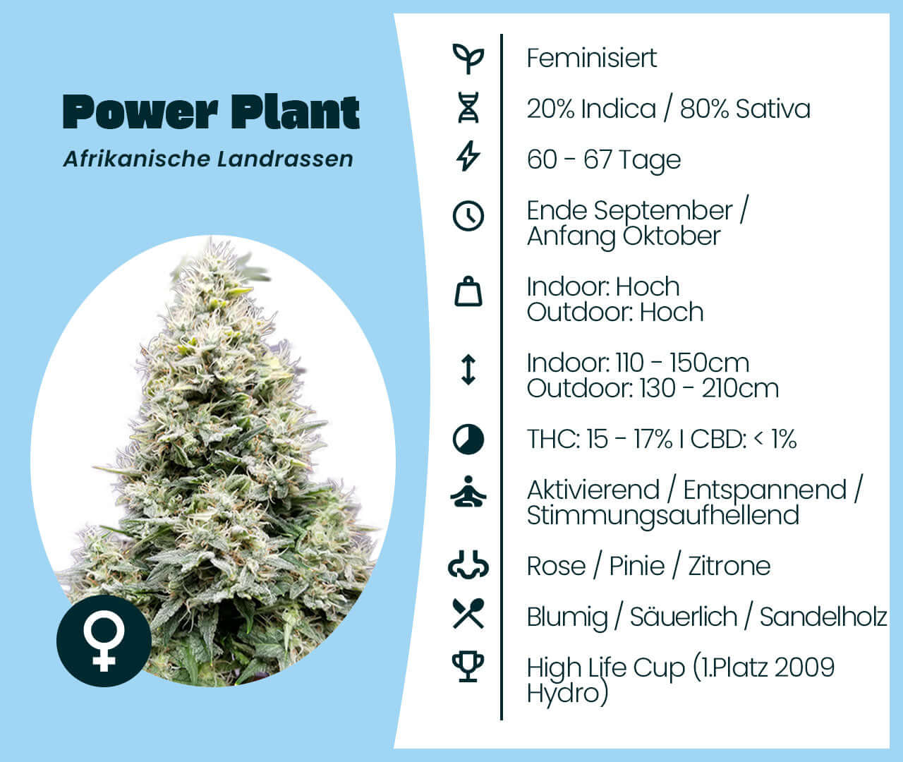 Power Plant Cannabis-Samen, feminisierte 80% Sativa 20% Indica, afrikanische Landrassen mit hohem Ertrag und natürlichem THC-Gehalt.