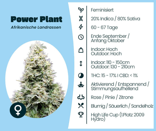 Power Plant Cannabis-Samen, feminisierte 80% Sativa 20% Indica, afrikanische Landrassen mit hohem Ertrag und natürlichem THC-Gehalt.