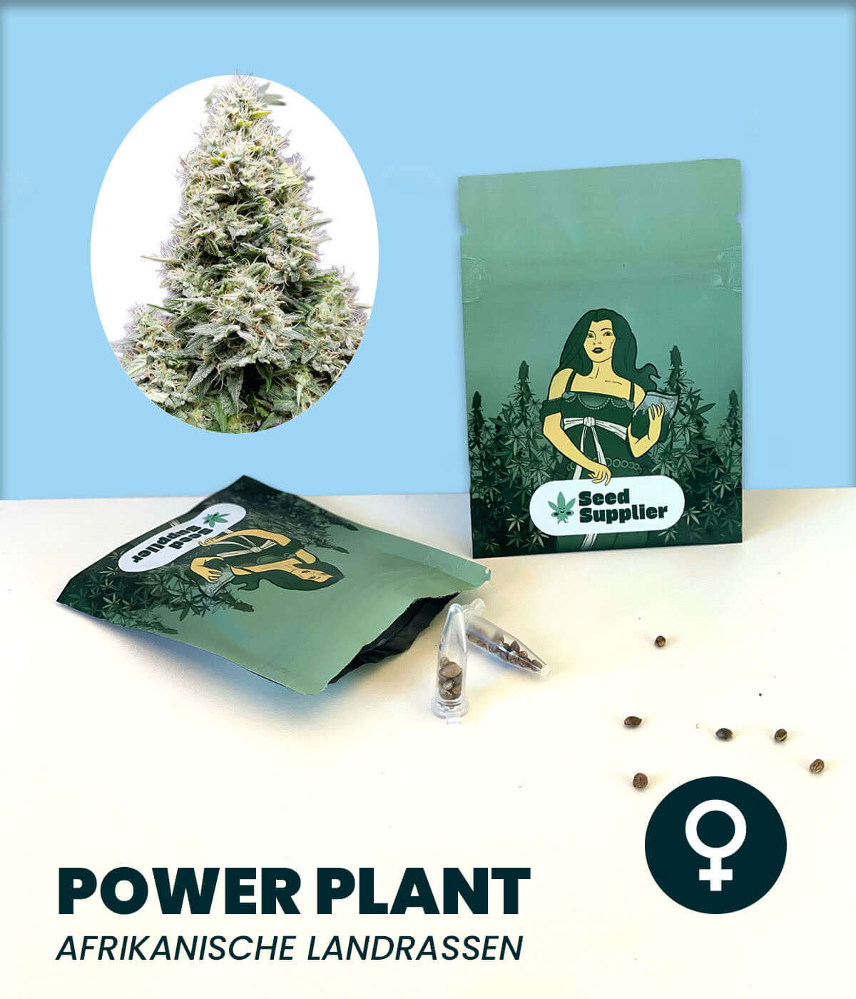 Cannabis-Samen Power Plant, feminized Sativa-Indica mix with African Landrace origins, shown in packaging.