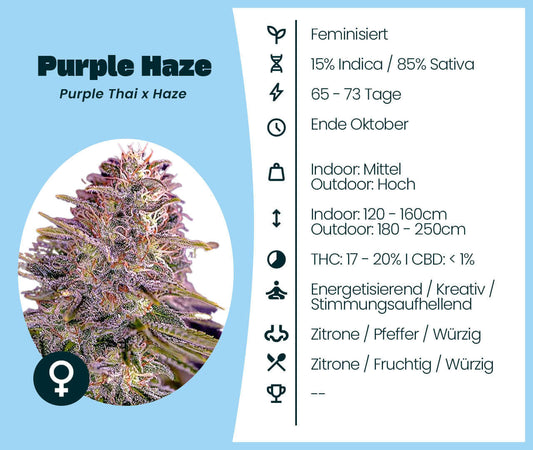 Purple Haze Cannabis-Samen feminisiert, 85% Sativa, psychedelisches High, Purple Thai x Haze Genetik, Indoor und Outdoor Anbau geeignet