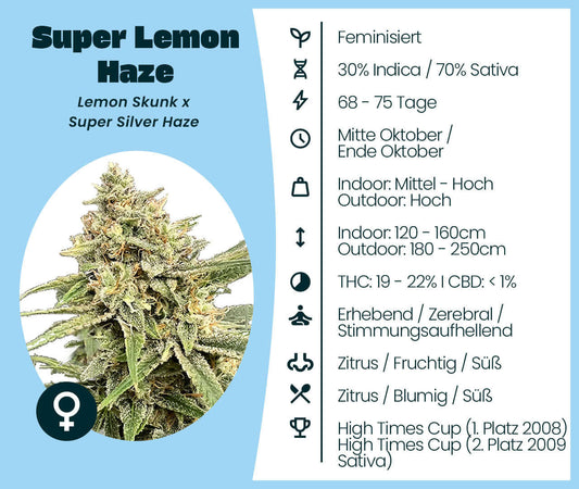 Super Lemon Haze Cannabis-Samen: feminisierte, preisgekrönte Sativa-dominante Sorte, ideal für Indoor und Outdoor Anbau
