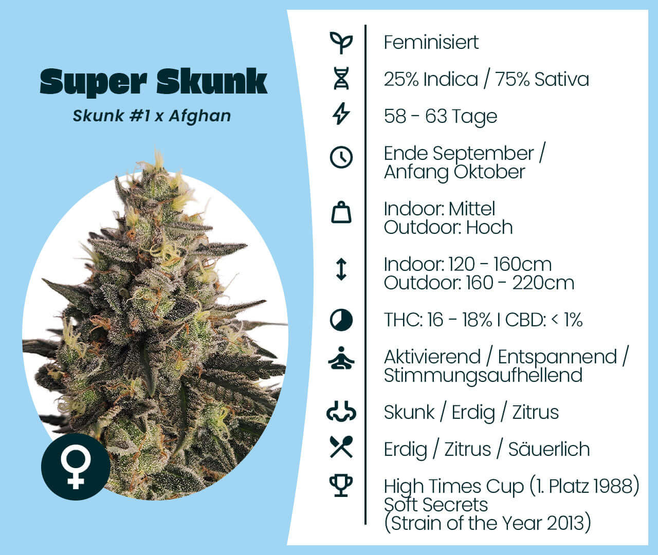 Super Skunk feminisierte Cannabis-Samen mit 75% Indica, Skunk #1 x Afghan, indoor/outdoor Anbau, aktivierend, entspannend.