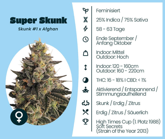 Super Skunk feminisierte Cannabis-Samen mit 75% Indica, Skunk #1 x Afghan, indoor/outdoor Anbau, aktivierend, entspannend.