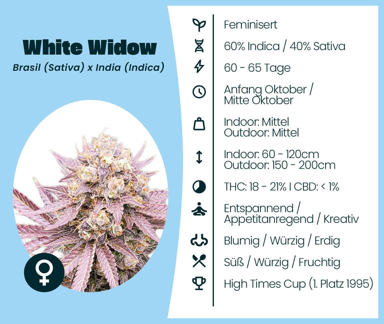 White Widow Cannabis-Samen, feminisierte Sorte, 60% Indica, 40% Sativa, brasilianische Sativa, indische Indica, entspannend, kreativ