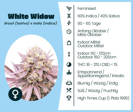 White Widow Cannabis-Samen, feminisierte Sorte, 60% Indica, 40% Sativa, brasilianische Sativa, indische Indica, entspannend, kreativ