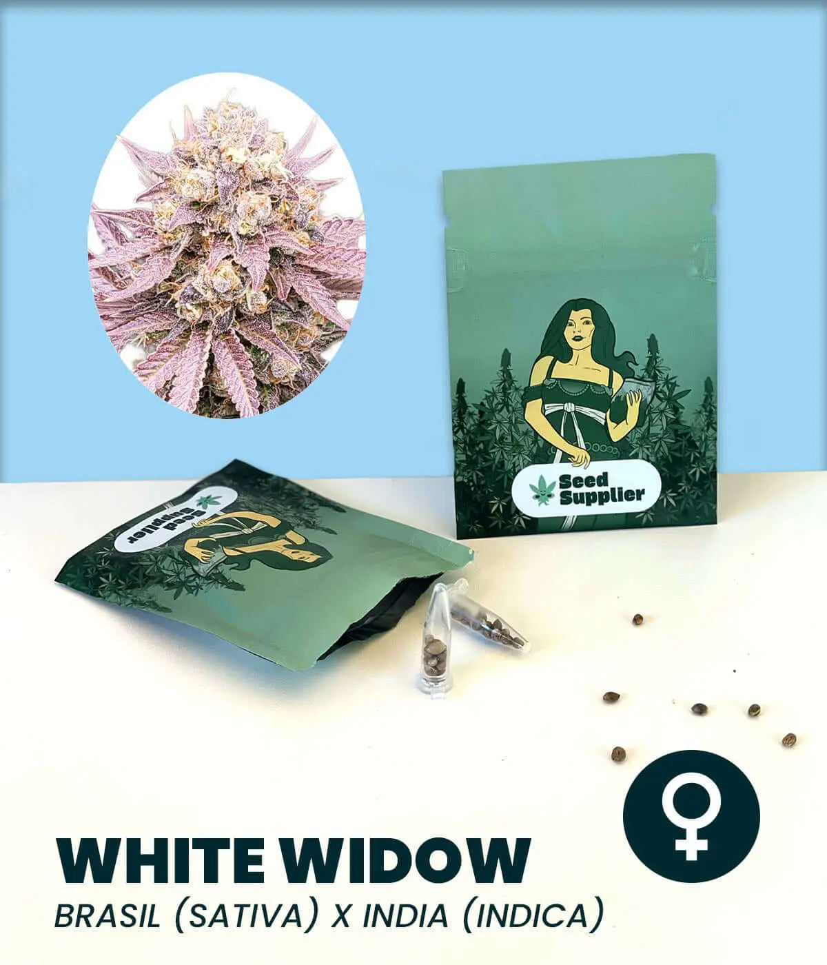 White Widow Cannabis-Samen packaging with illustration and seeds, featuring a blend of Brasil Sativa and India Indica strains.