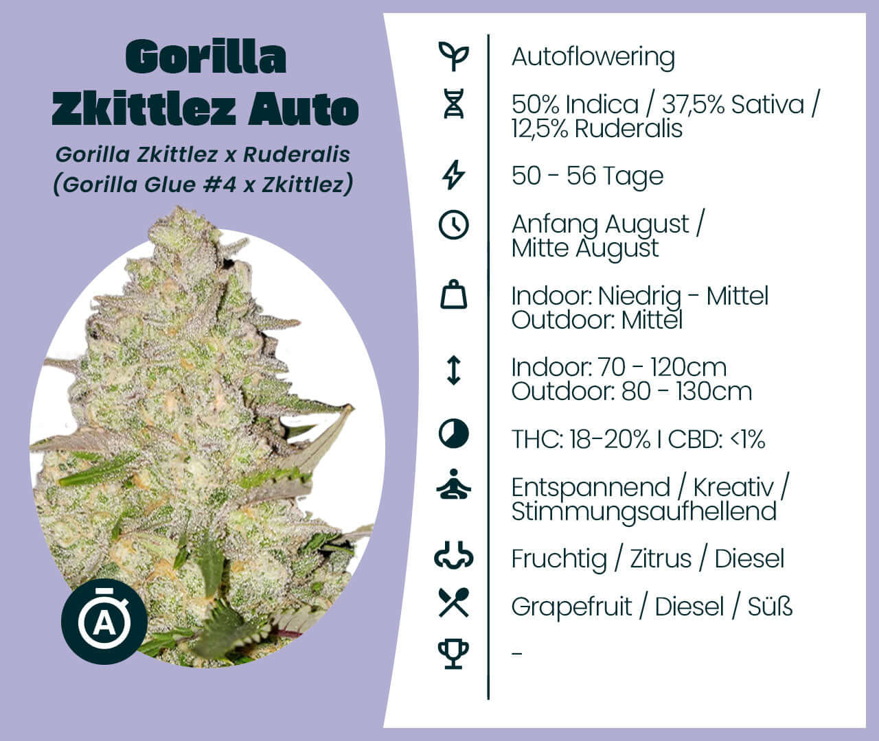 Gorilla Zkittlez Auto cannabis plant showcasing its autoflowering genetics and detailed strain information.