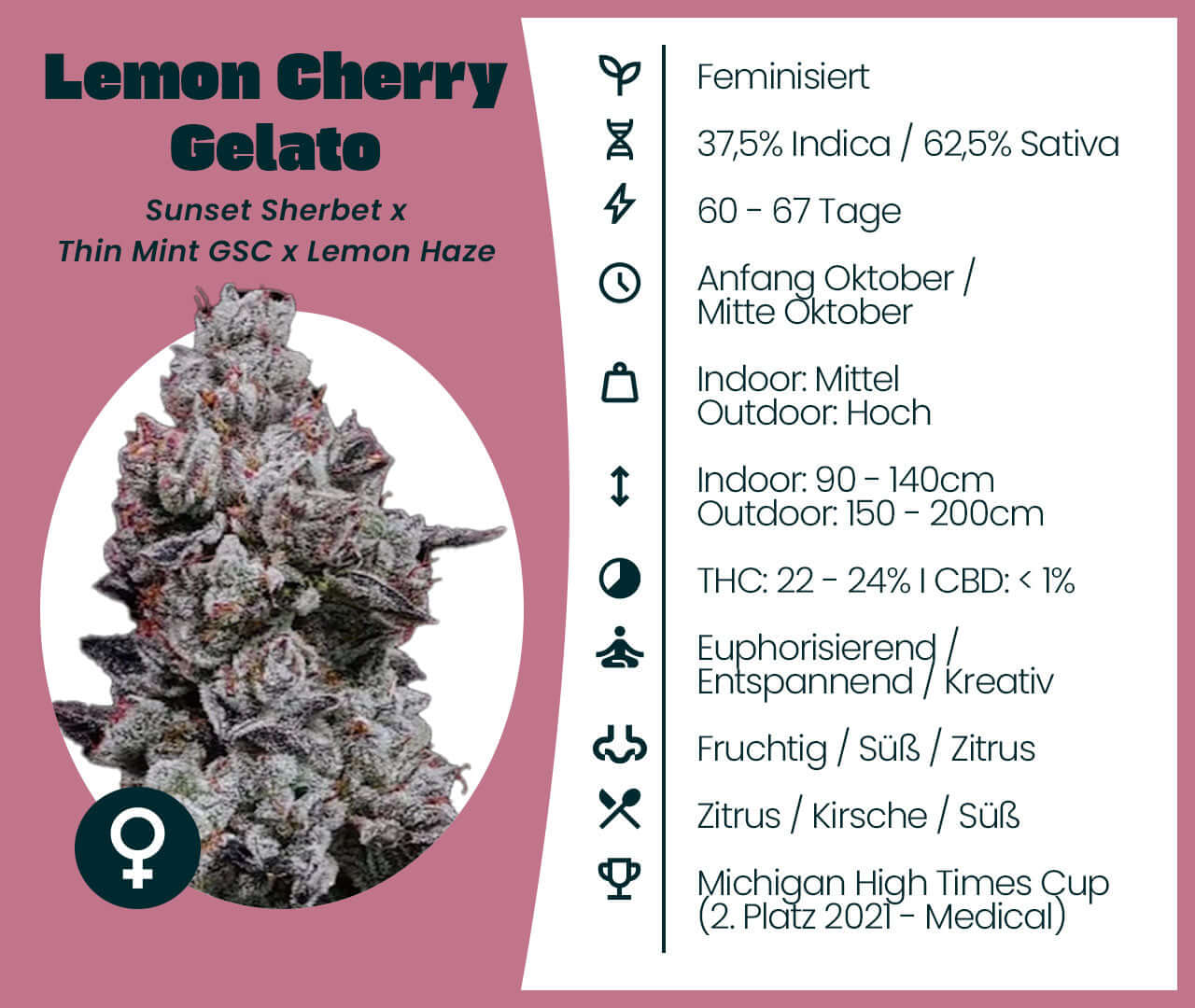 Lemon Cherry Gelato cannabis strain with 37.5% Indica and 62.5% Sativa, known for its fruity and sweet aroma. Feminized seeds.