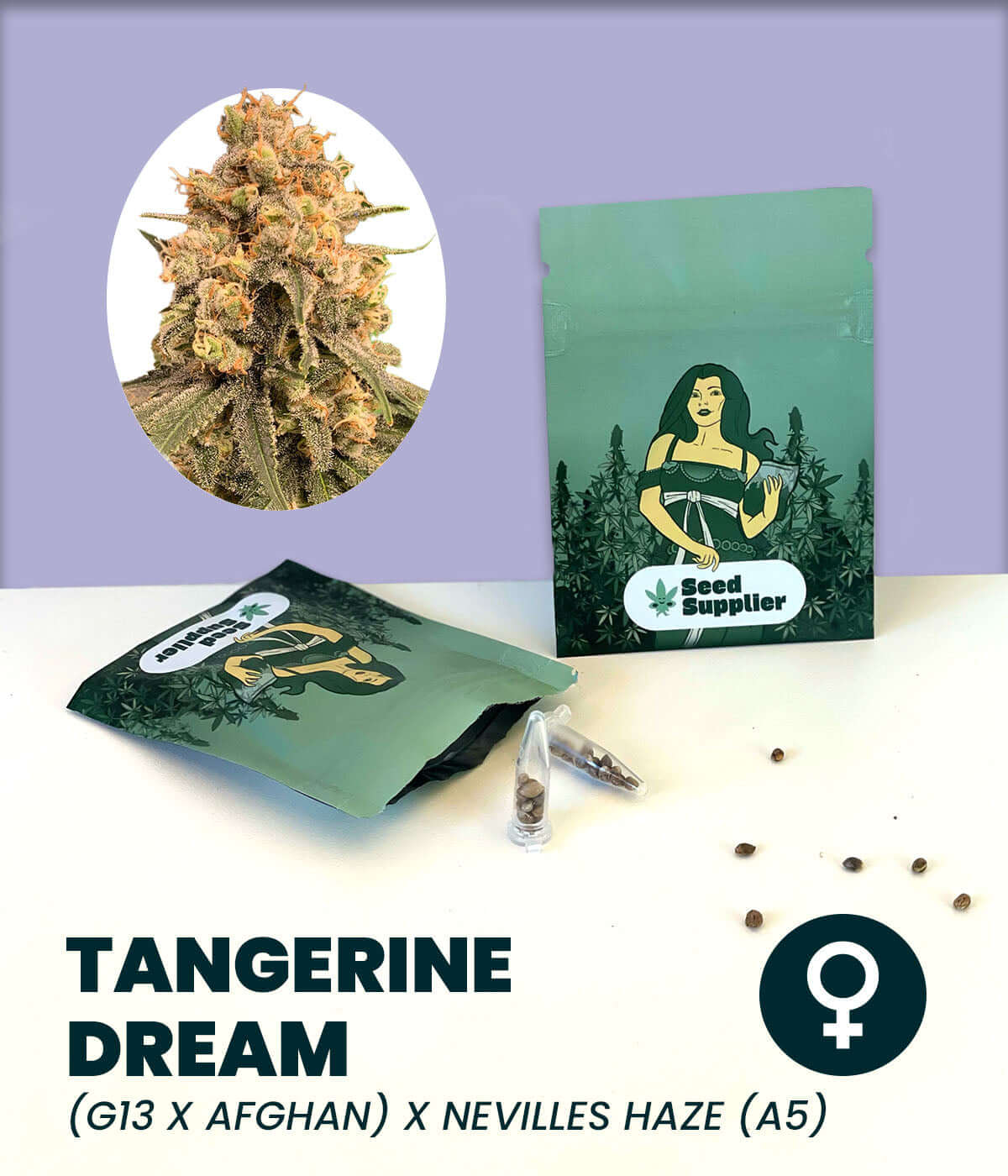 Tangerine Dream Cannabis-Samen pack with feminized seeds and bud imagery, hybrid of G13, Afghan, and Neville’s Haze.