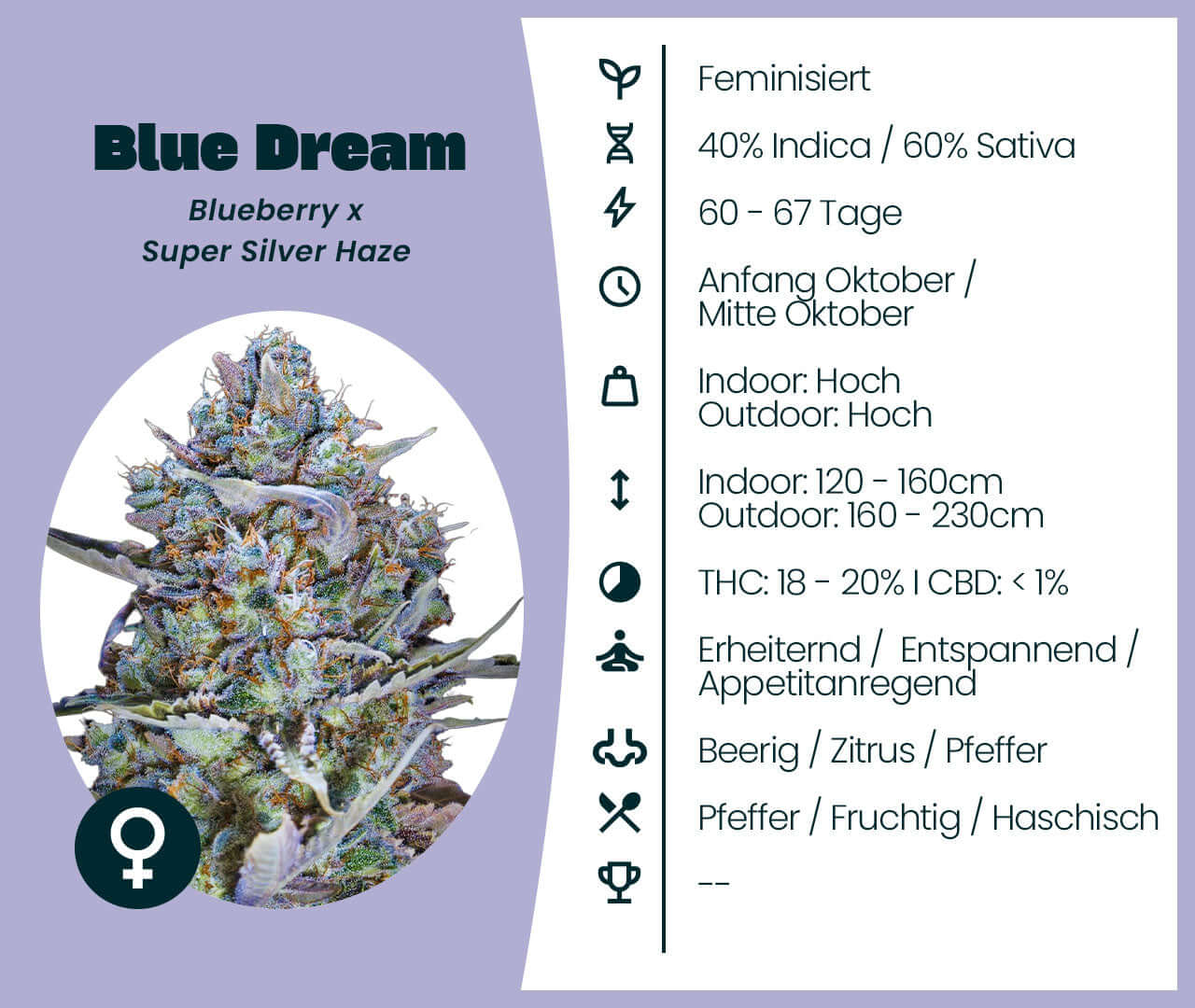 Blue Dream Cannabis-Samen feminisiert, 40% Indica 60% Sativa, Blueberry x Super Silver Haze, entspannend, erfrischend, idealer Mix.