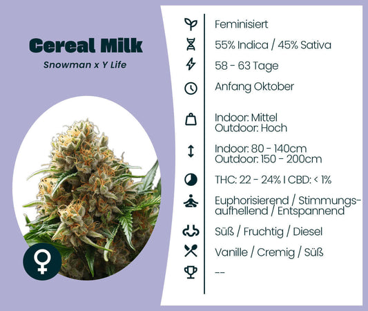 Cereal Milk cannabis seeds info graphic showing feminized indica-dominant strain details and aroma profile.