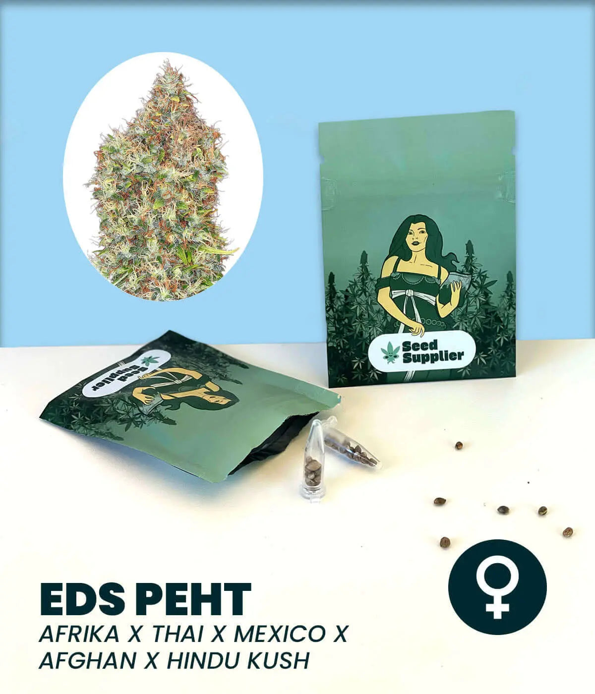 Cannabissamen ED's Peht Sorte mit Blüte, Samentüten und einzelnen Samen auf weißem Hintergrund