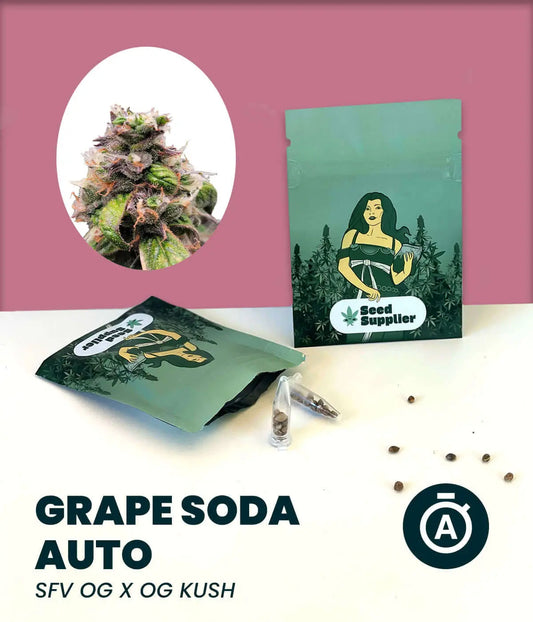 Grape Soda Auto Cannabissamen von Seed Supplier mit Blüte, Samenpackung und einzelnen Samen auf rosa Untergrund