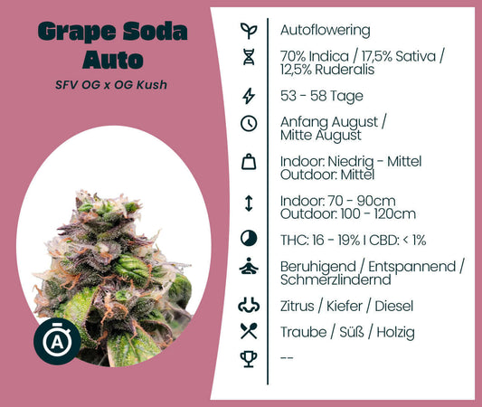 Grape Soda Auto Cannabis-Samen mit OG Kush und SFV OG, 70% Indica, 17.5% Sativa; THC 16-19%, blüht in 53-58 Tagen, entspannend.