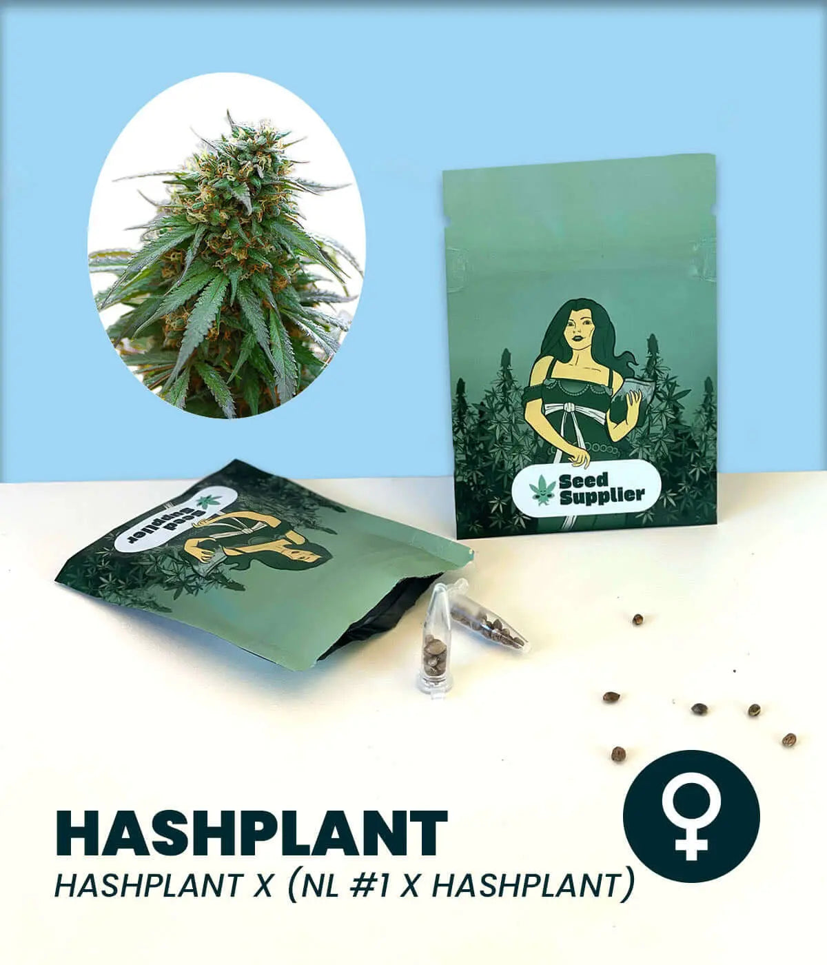 Hashplant Cannabissamen mit Samentüte, Blütenfoto, Samenkörnern und Produktverpackung von Seed Supplier