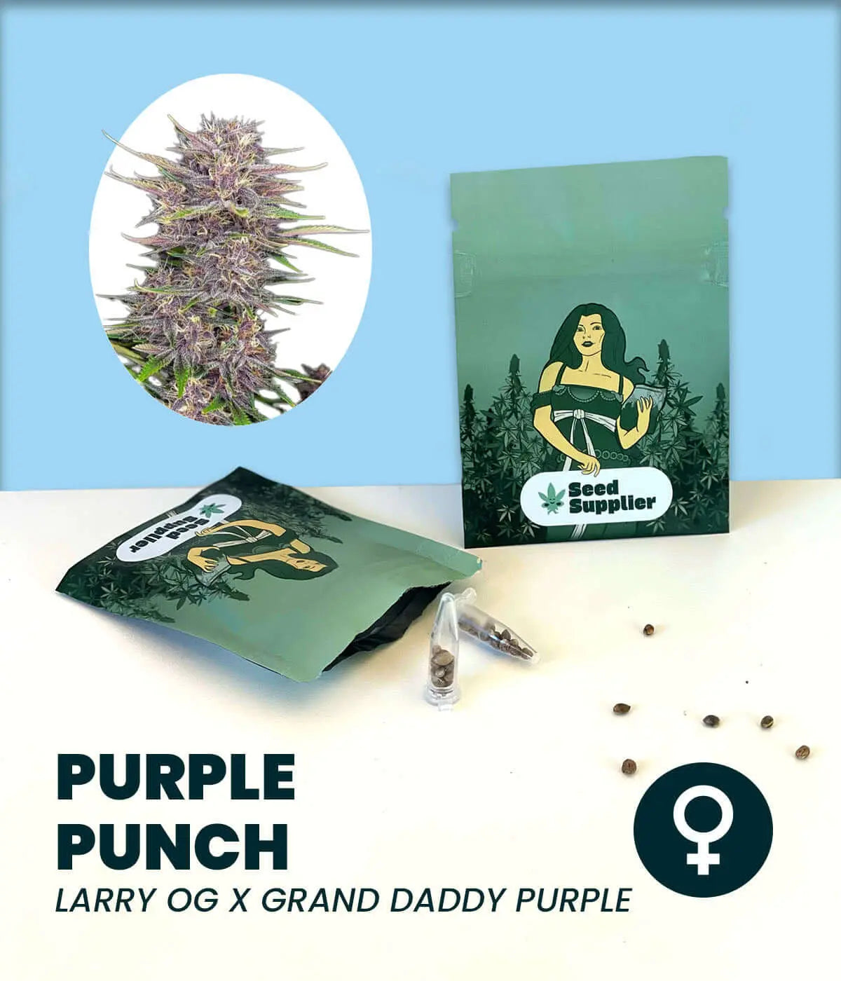 Purple Punch Cannabis Samen von Seed Supplier, Blüte, Samenpackung und einzelne Samen auf weißem Untergrund