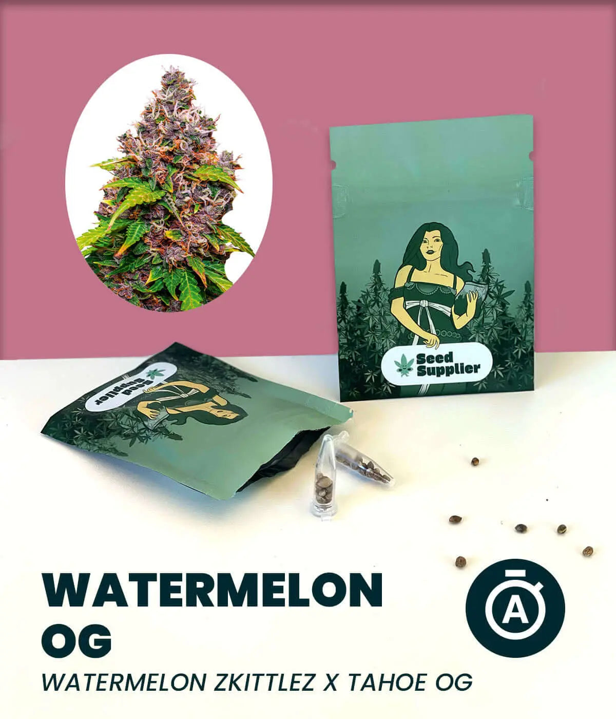 Watermelon OG Cannabissamen mit Blütenfoto, Samenpackung und einzelnen Samen auf weißem Untergrund vor rosa Wand