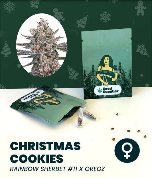 Christmas Cookies Cannabissamen Verpackung mit Blütenfoto, Samenpacket und Samen auf weißem Untergrund vor grünem Weihnach...