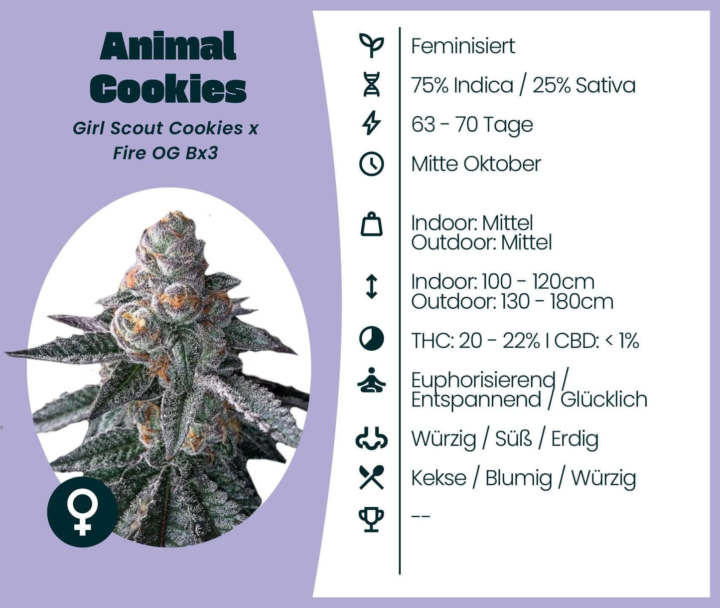 Animal Cookies feminisierte Cannabissorte, Indica-dominant, mit 20-22% THC, ideal für Entspannung und Euphorie.