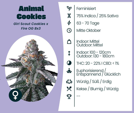 Animal Cookies feminisierte Cannabissorte, Indica-dominant, mit 20-22% THC, ideal für Entspannung und Euphorie.