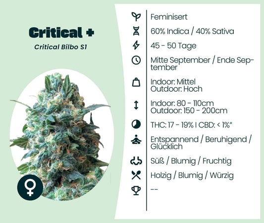 Feminized Critical + cannabis strain info: 60% Indica, 40% Sativa, fast flowering, perfect for high yield with minimal effort.