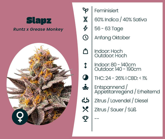 Slapz feminisierte Cannabis-Samen: 60% Indica, starkes Aroma, THC 24-26%, ideal für Kenner und Grower.