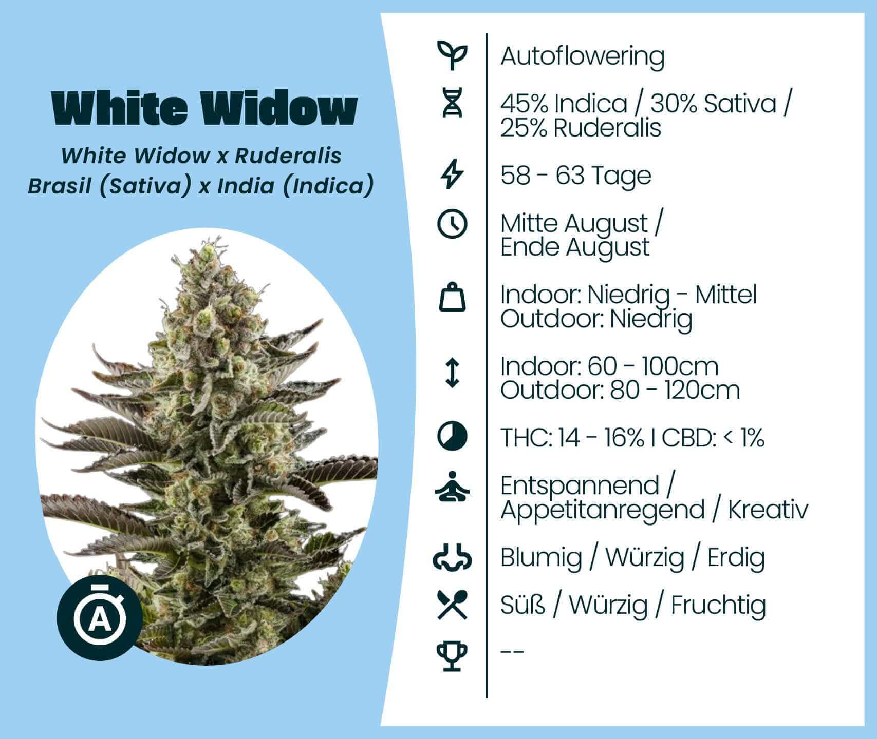 White Widow Automatic cannabis seeds information, showcasing autoflowering traits, THC levels, and growth specifications.