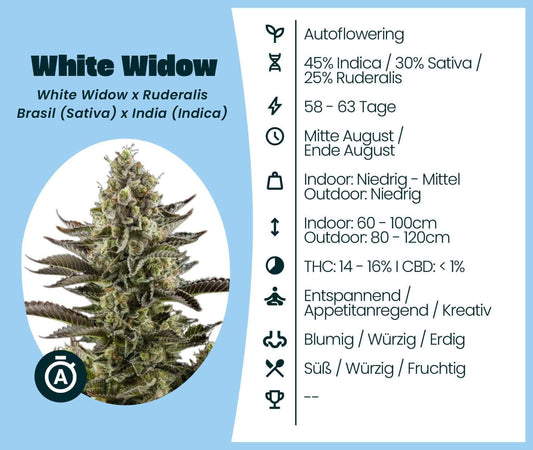 White Widow Automatic cannabis seeds information, showcasing autoflowering traits, THC levels, and growth specifications.