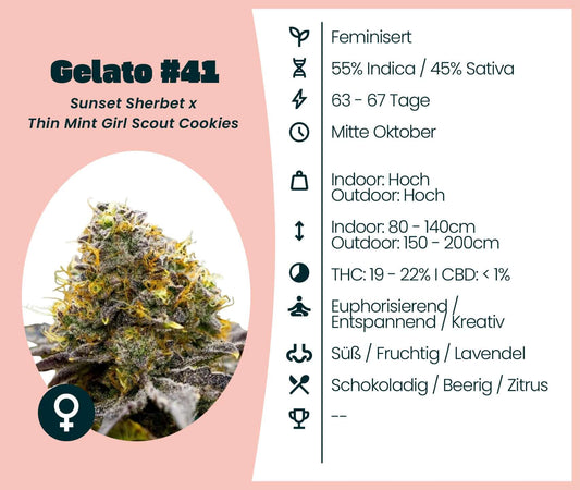Produktinformation zu Gelato #41 Cannabis-Samen: feminisierte Hybridsorte mit 55% Indica und 45% Sativa.