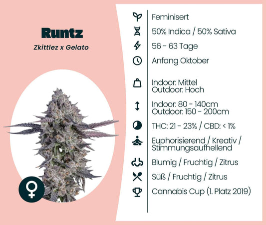 Runtz cannabis seeds information: 50% Indica/Sativa, THC 21-23%, flowering 56-63 days, flavorful and euphoric.