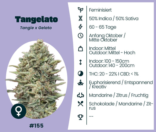 Tangelato cannabis strain image, featuring feminized 50% Indica/Sativa hybrid with fruity notes.