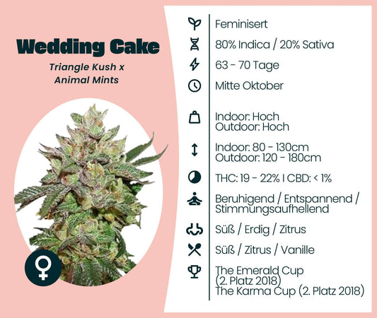 Informationen über Wedding Cake Cannabis-Samen: feminisiert, 80% Indica, 20% Sativa, Blütezeit 63-70 Tage.