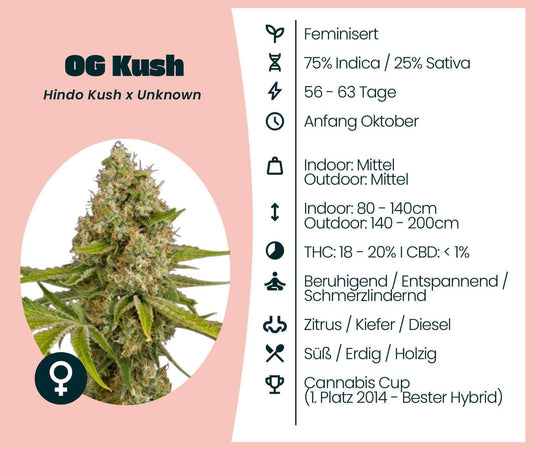 OG Kush Cannabis-Samen, feminisierte Sorte, 75% Indica, blüht in 56-63 Tagen, hoher THC-Gehalt, ideal für Grower.