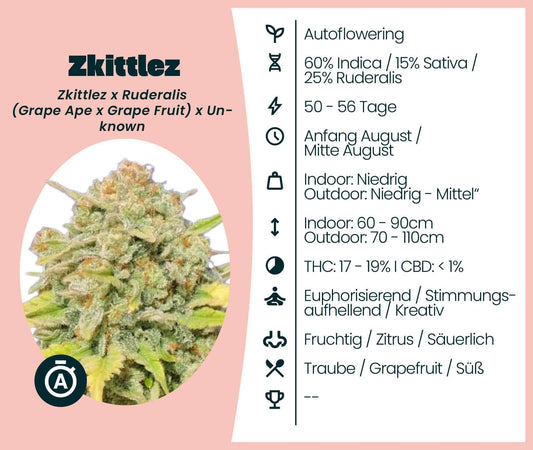 Zkittlez Automatic Cannabis-Samen mit süß-fruchtigem Aroma, THC 17-19%, indica-dominierte Sorte, autblühend.