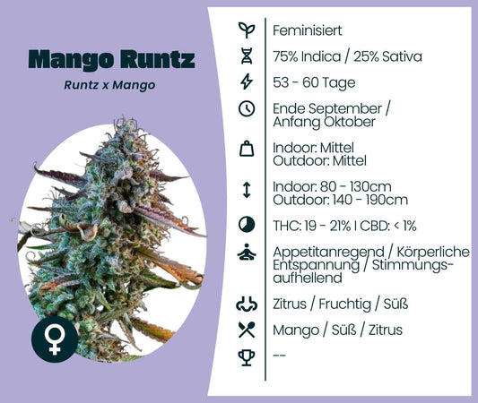 Mango Runtz cannabis strain info: Indica 75%/Sativa 25%, THC 19-21%, fruity aroma, ideal for relaxation.
