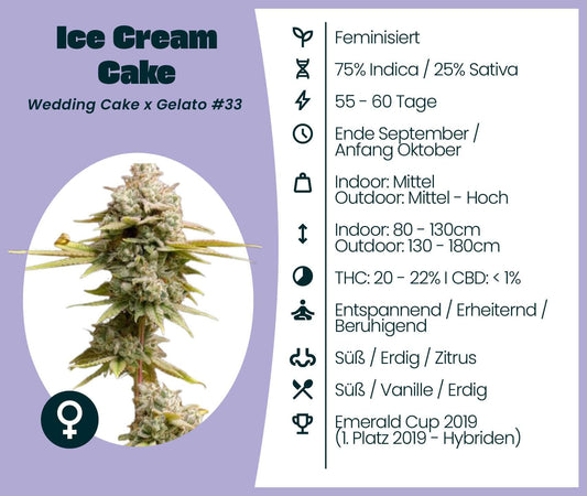 Ice Cream Cake cannabis seeds description, featuring Wedding Cake x Gelato #33 strain information and growth details.