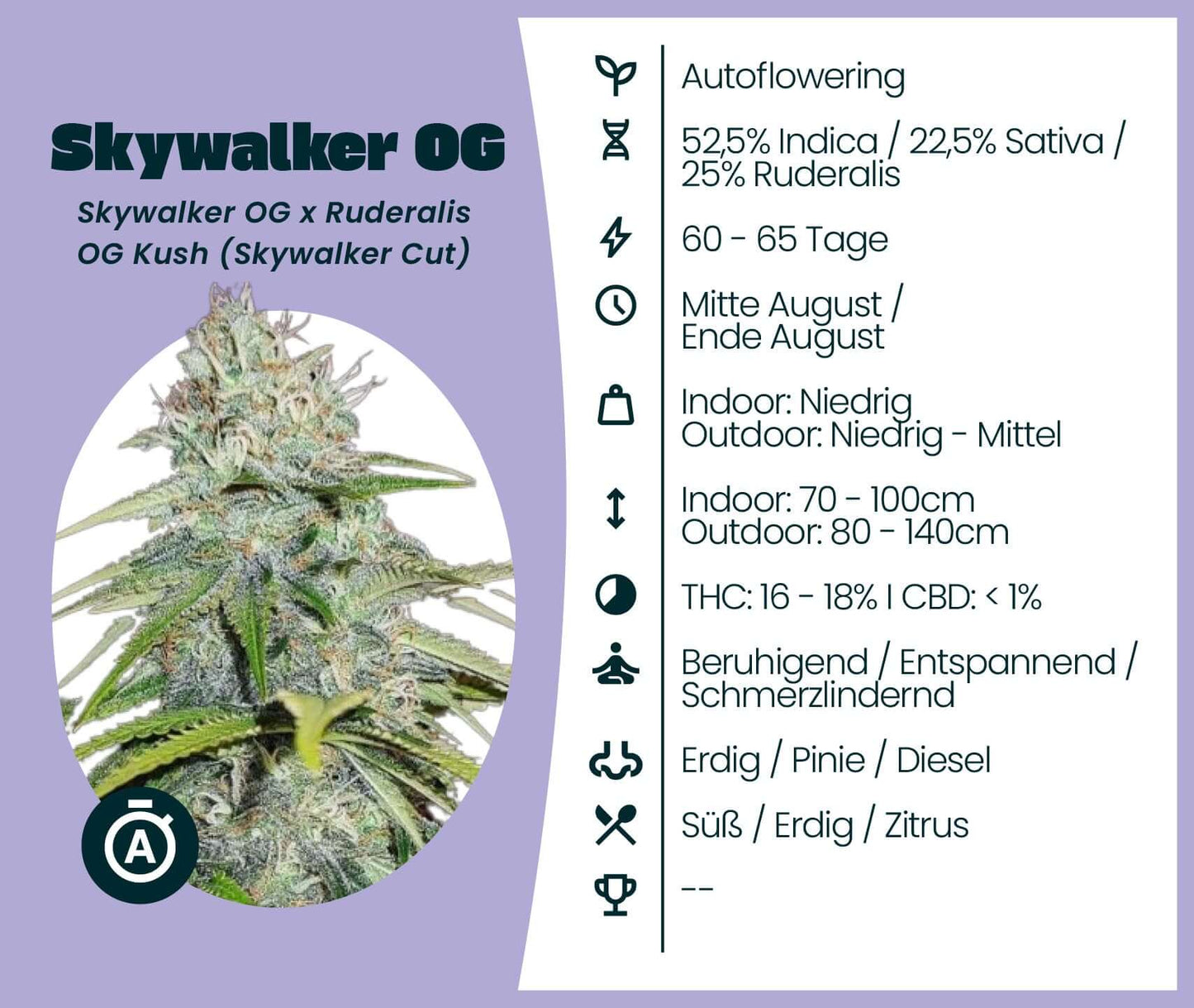 Skywalker OG Automatic cannabis seeds with detailed strain information and flowering characteristics.