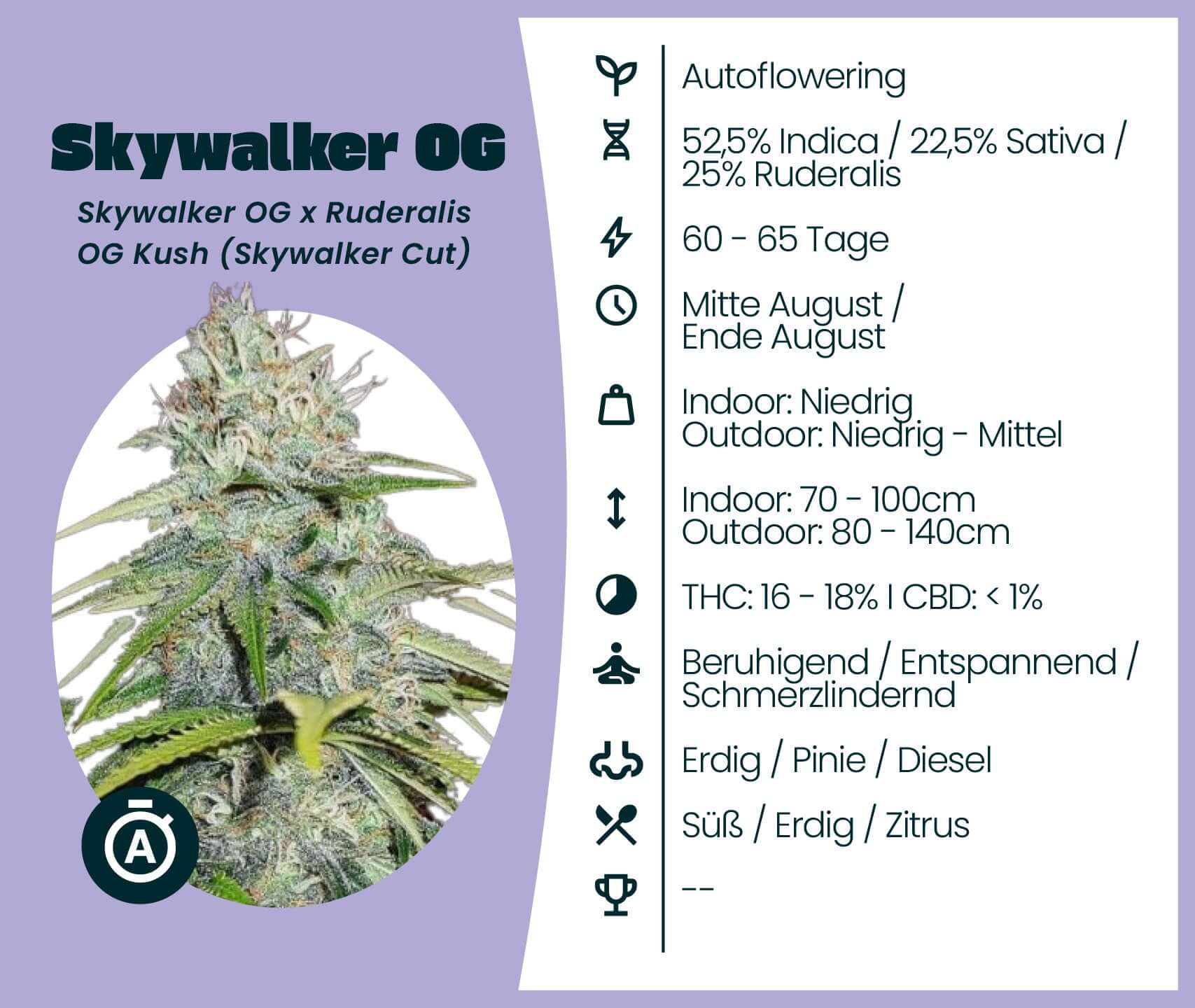 Skywalker OG Automatic cannabis seeds with detailed strain information and flowering characteristics.