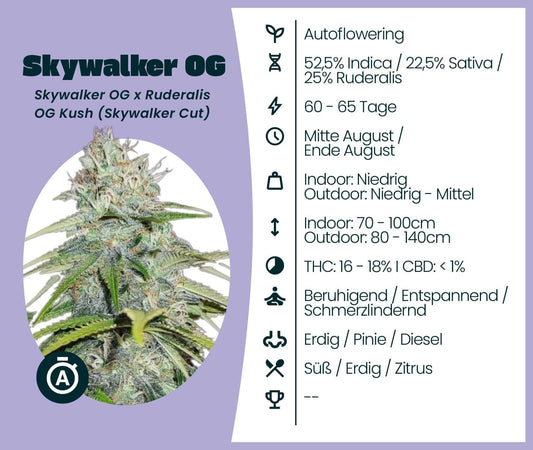 Skywalker OG Automatic cannabis seeds with detailed strain information and flowering characteristics.