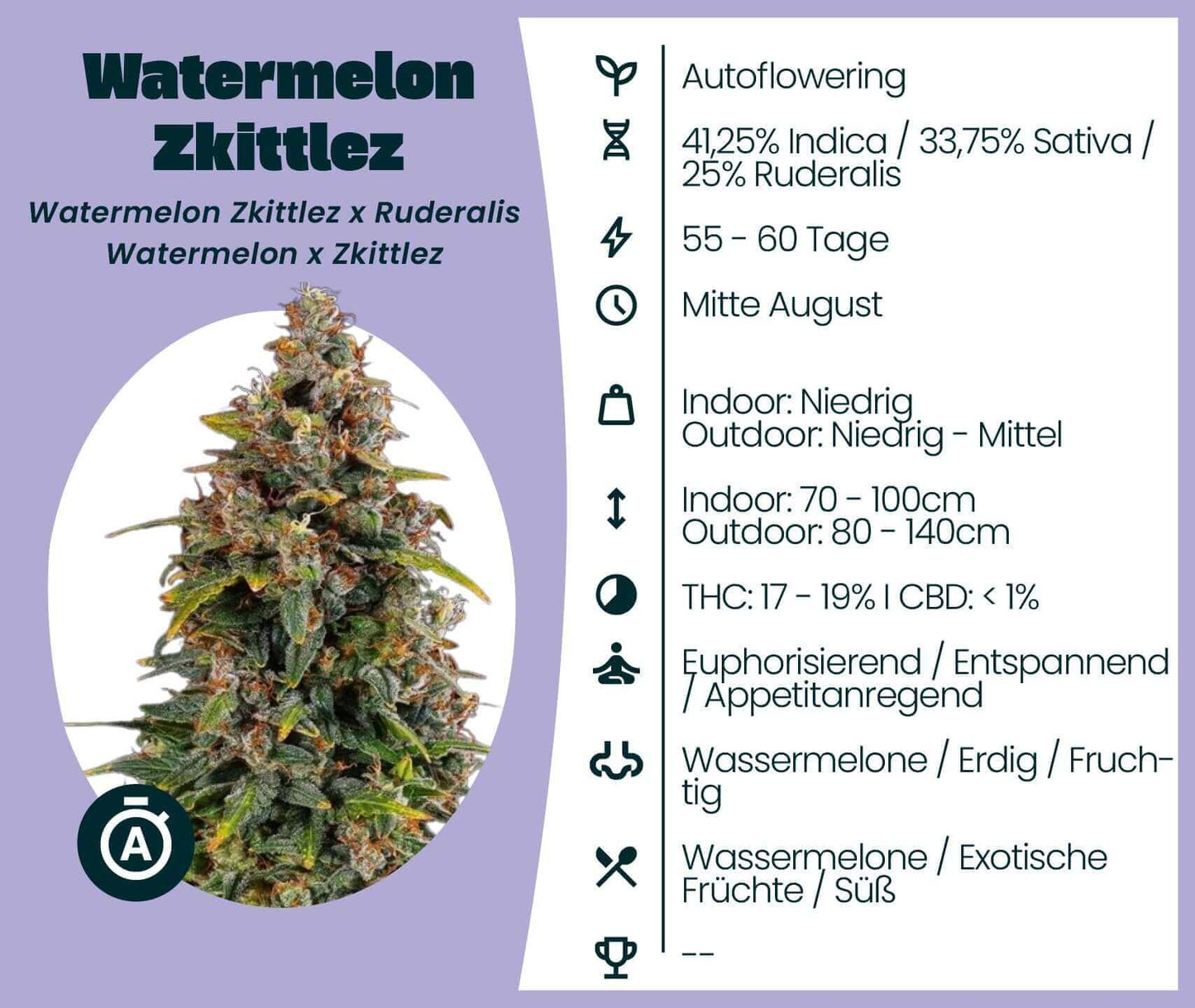 Watermelon Zkittlez Automatic cannabis seeds information with growth details and effects.